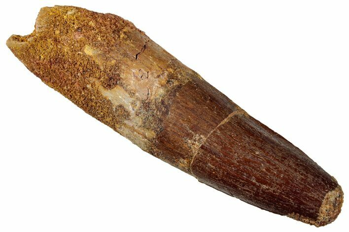 Fossil Spinosaurus Tooth - Real Dinosaur Tooth #327907